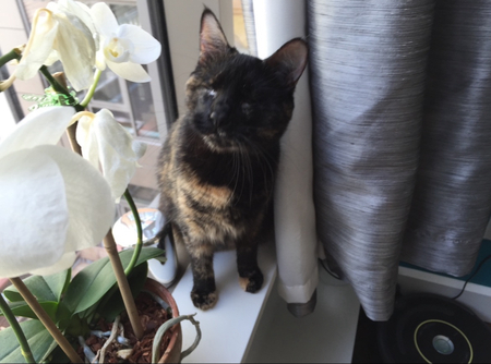 Mochi
