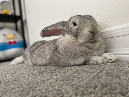 Suki