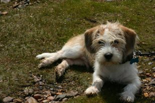 Scout Aka (Scooterpoot)