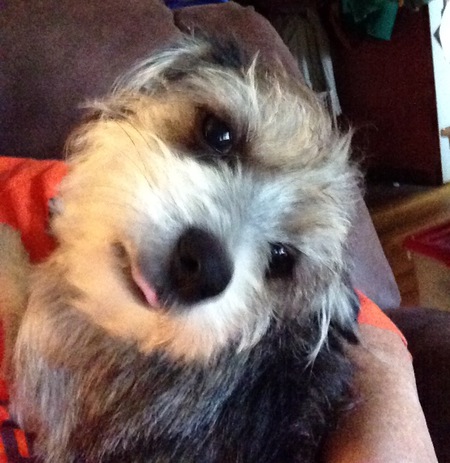 Mr. Wiggles