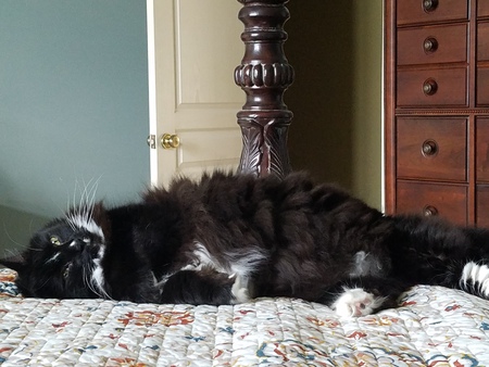 Rocky