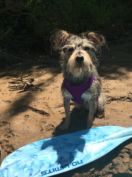 Dixie