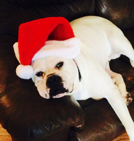 Boss the Great American Bulldog