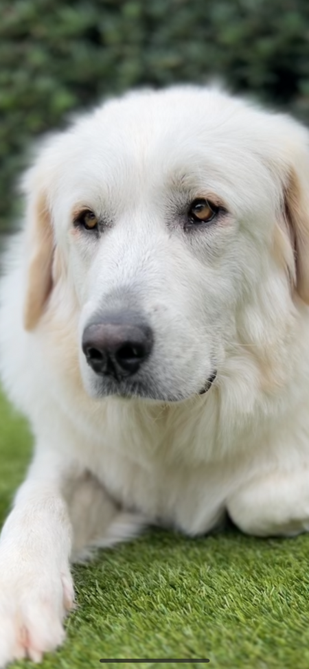 Greta