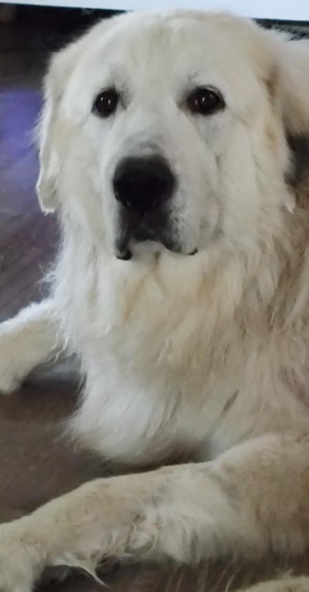Goose