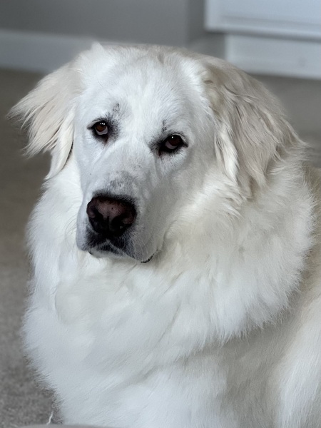Libby