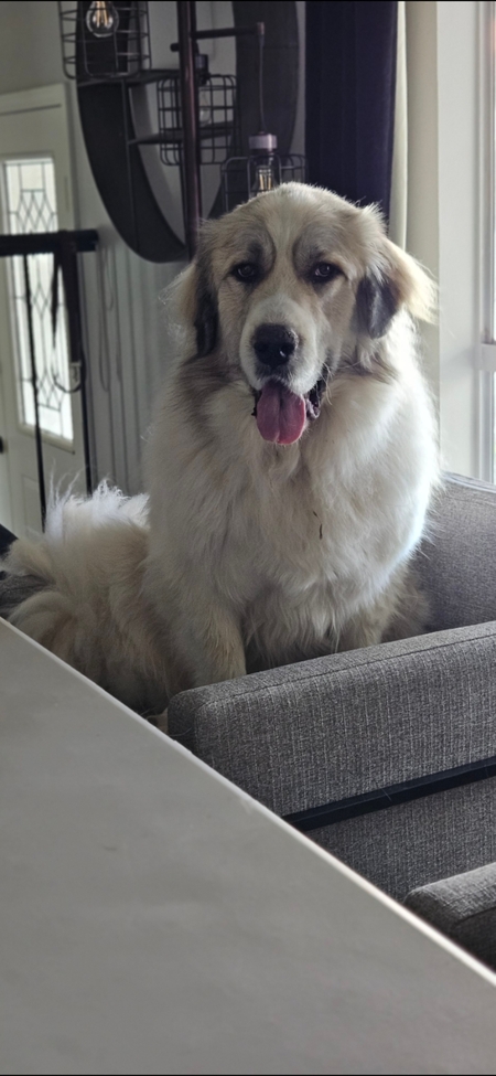 Nanook 