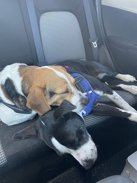 Scout & Oliver