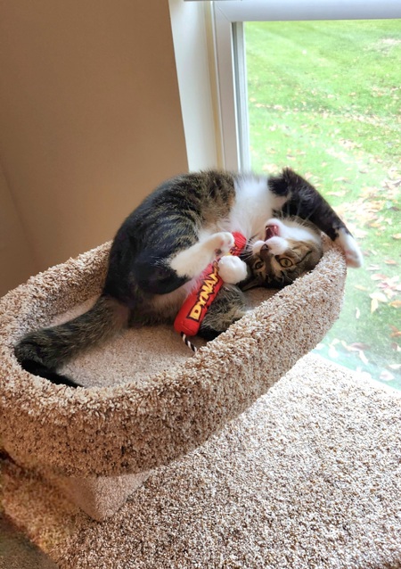 Simon