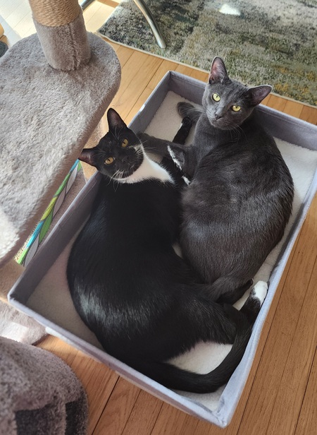 Mochi & Waffles