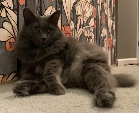 Ella