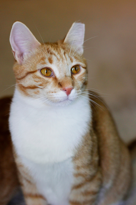 Alfie