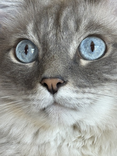 Zephyr