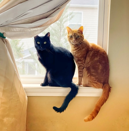 Ivy and Achilles