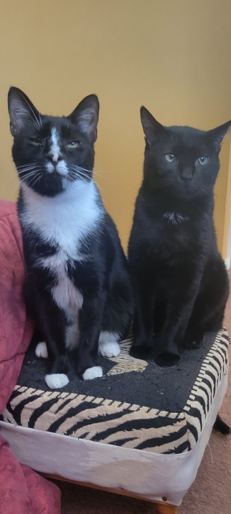 BOW & BUDDY