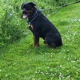 Entry image for Thor