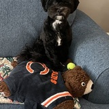 Entry image for Niko