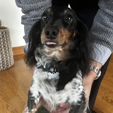 Entry image for Holly