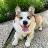 Entry image for Winston