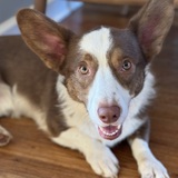 Entry image for Sir Wellington Boots