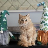 Entry image for Ember