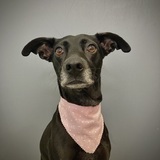 Entry image for Ziva 