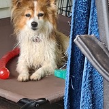 Entry image for SuzieQ