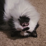 Entry image for Willie Nelson 