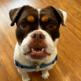 Entry image for Poppy