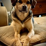 Entry image for Joey