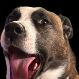 Entry image for Maisie