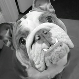 Entry image for Rosie Girl