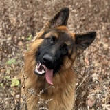 Entry image for Iggy 