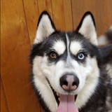 Entry image for Thor