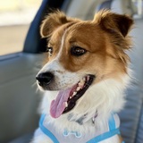 Entry image for Dusty  