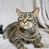 Entry image for Atticus