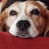 Entry image for The Meg