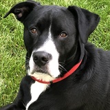 Entry image for Rudolf