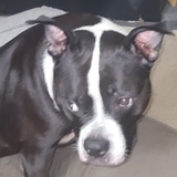 Entry image for Bella