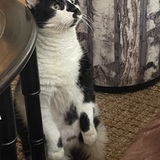 Entry image for Tootsie Roll