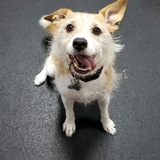 Entry image for Rocky