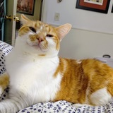 Entry image for Bubba Dump Truck 