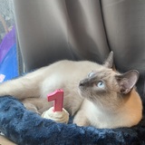 Entry image for Amulet 