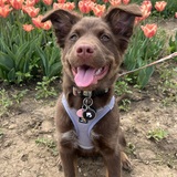 Entry image for Luna