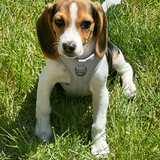 Entry image for Honey