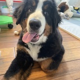 Entry image for Griz