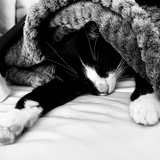 Entry image for Archie