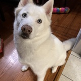 Entry image for Sapphy