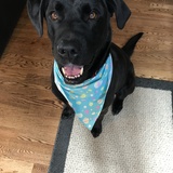 Entry image for Beemo 