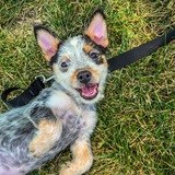 Entry image for Stark